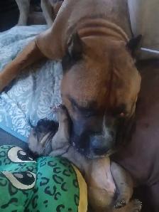 CANE CORSO PUPS - Photo 3