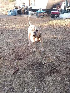 CANE CORSO PUPS - Photo 4