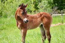 2026 fillies - Photo 4