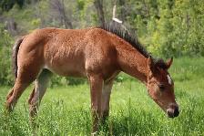 2026 fillies - Photo 5