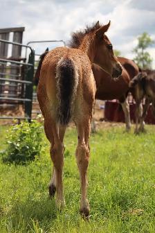 2026 fillies - Photo 6