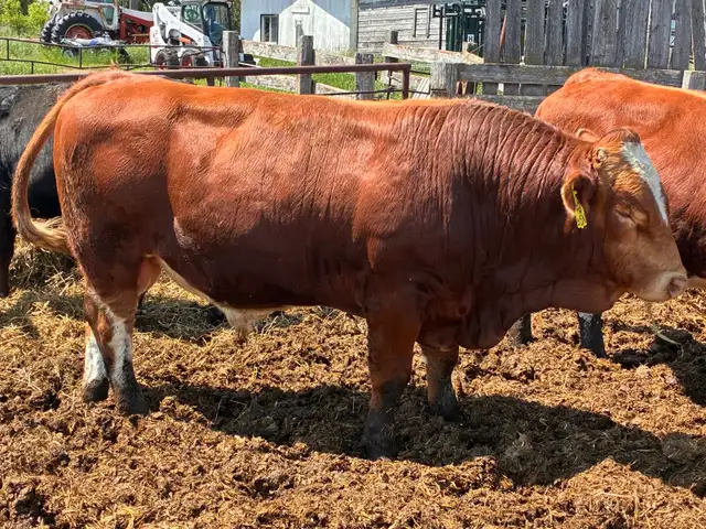 Simmental bulls