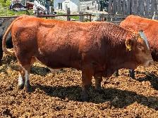 Simmental bulls