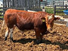Simmental bulls - Photo 2