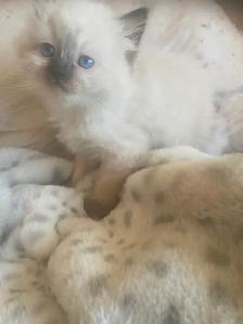 GORGEOUS BABY BICOLOR WHITEMITTED & CHOCOLATEPOINT !