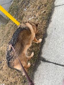 Dog walking/pet sitting - Photo 6
