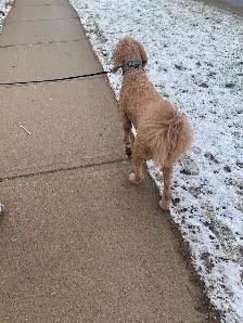 Dog walking/pet sitting - Photo 7