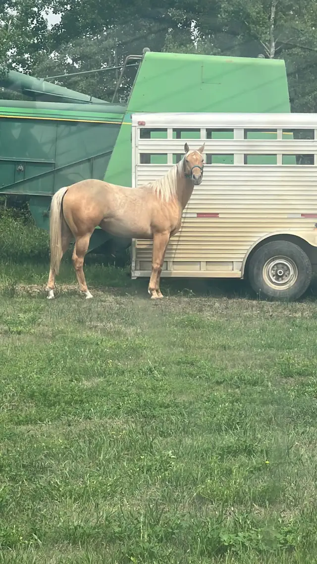 Beautiful Palomino Mare