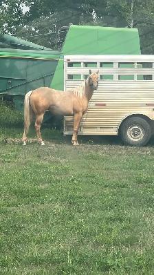 Beautiful Palomino Mare