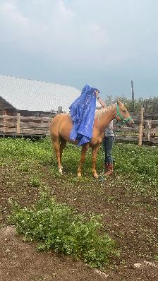 Beautiful Palomino Mare - Photo 2
