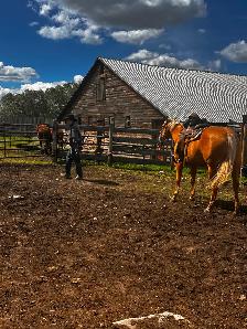 Beautiful Palomino Mare - Photo 3