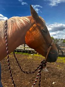 Beautiful Palomino Mare - Photo 4