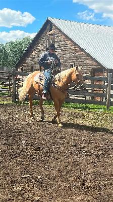 Beautiful Palomino Mare - Photo 5
