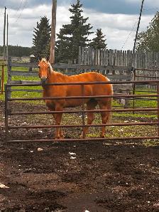 Beautiful Palomino Mare - Photo 6