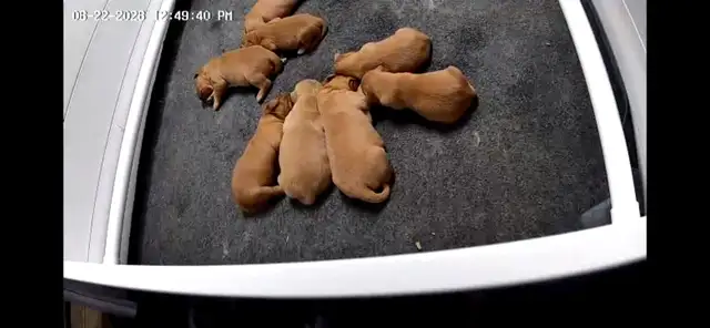 chiots Golden Retriever CKC, OFA et ADN