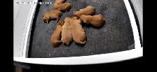 chiots Golden Retriever CKC, OFA et ADN