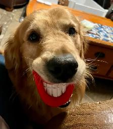 chiots Golden Retriever CKC, OFA et ADN - Photo 3
