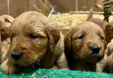 chiots Golden Retriever CKC, OFA et ADN - Photo 4