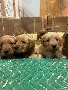 chiots Golden Retriever CKC, OFA et ADN - Photo 5