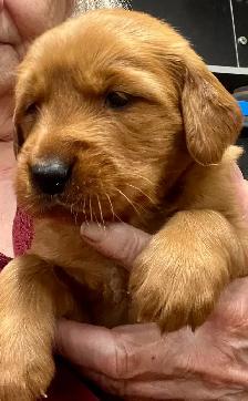 chiots Golden Retriever CKC, OFA et ADN - Photo 6