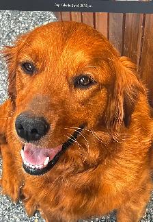 chiots Golden Retriever CKC, OFA et ADN - Photo 7