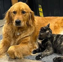 chiots Golden Retriever CKC, OFA et ADN - Photo 8
