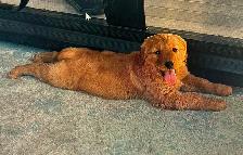 chiots Golden Retriever CKC, OFA et ADN - Photo 9