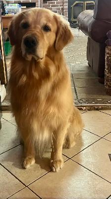 chiots Golden Retriever CKC, OFA et ADN - Photo 10