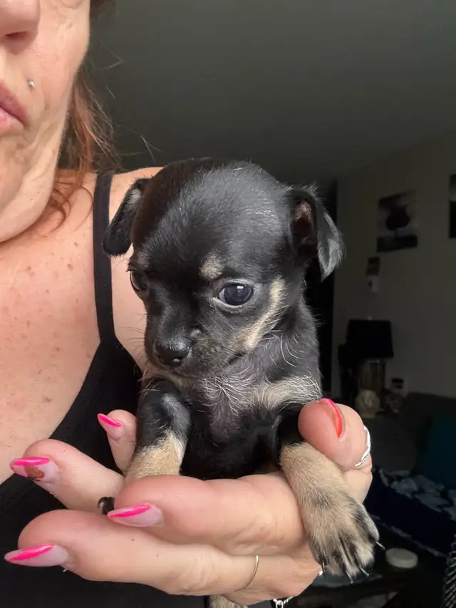 chihuahua puppy