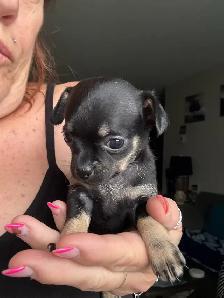 chihuahua puppy
