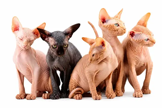 2 chatons mâles sphynx vaccinés micro puce garantie