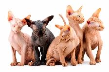 2 chatons mâles sphynx vaccinés micro puce garantie