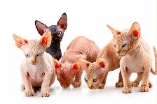 2 chatons mâles sphynx vaccinés micro puce garantie - Photo 2