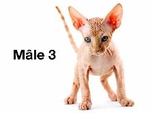 2 chatons mâles sphynx vaccinés micro puce garantie - Photo 3