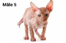2 chatons mâles sphynx vaccinés micro puce garantie - Photo 4