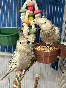 Beautiful white faced, pearl cockatiels