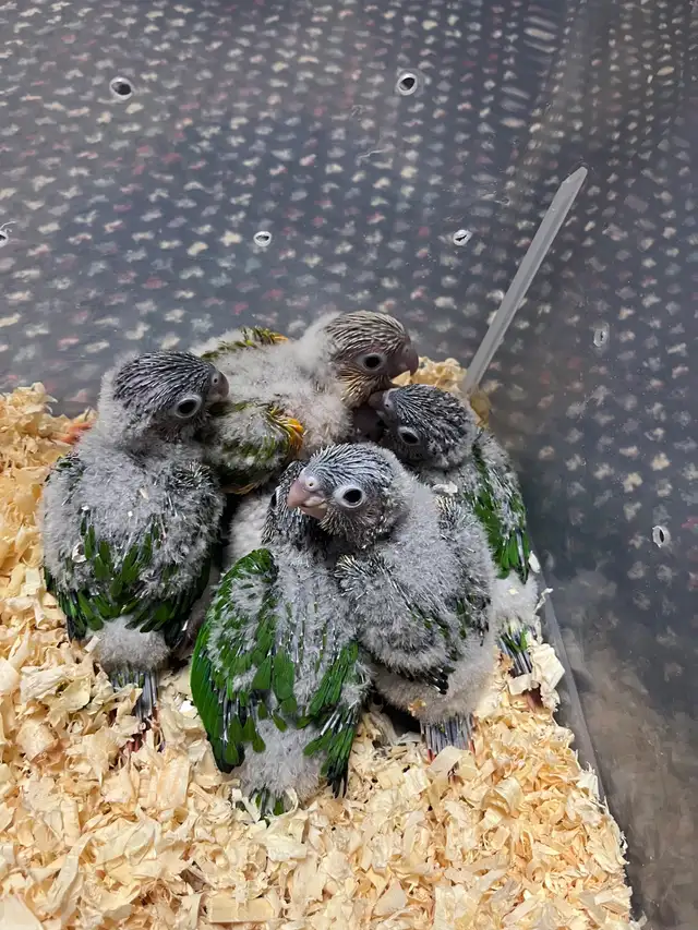 Yellow Sided and 1 Pineapple conure