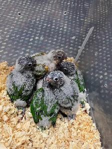 Yellow Sided and 1 Pineapple conure