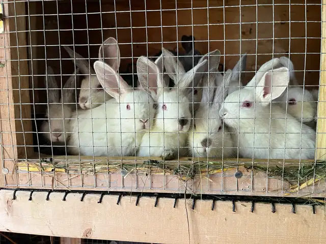 Californian bunnies