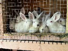 Californian bunnies