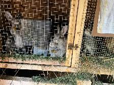 Californian bunnies - Photo 2