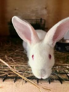 Californian bunnies - Photo 3