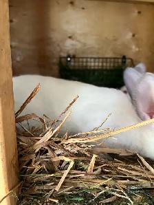 Californian bunnies - Photo 4