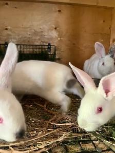 Californian bunnies - Photo 5
