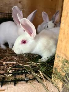 Californian bunnies - Photo 6