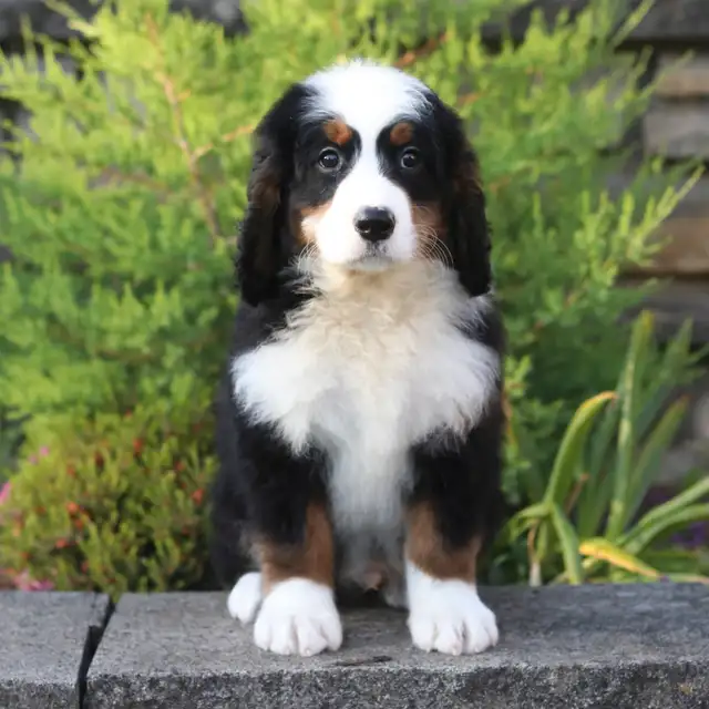 Ultra Bernedoodles
