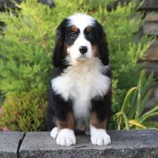 Ultra Bernedoodles