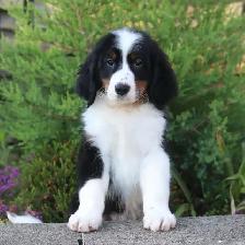 Ultra Bernedoodles - Photo 2