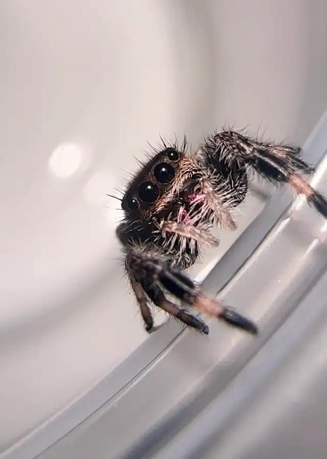 Male Regal Jumping Spiders Bundle