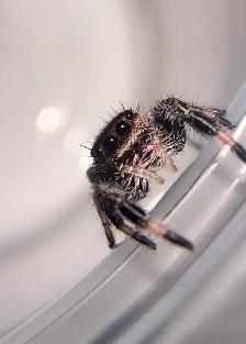Male Regal Jumping Spiders Bundle